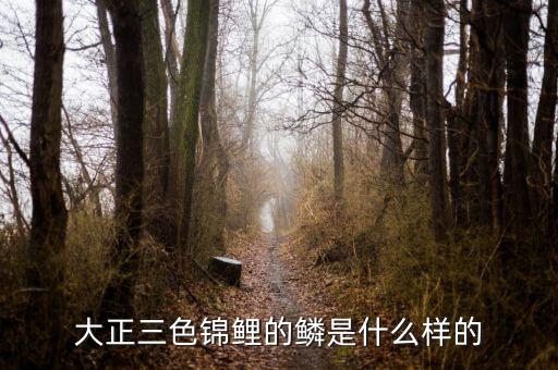 大正三色，什么是大正三色锦鲤鱼
