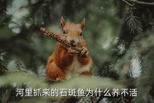 溪石斑，健康的小溪石斑鱼能从侧面看见鱼鳃么