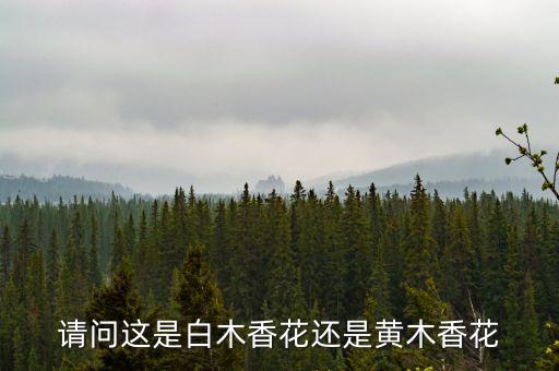请问这是白木香花还是黄木香花