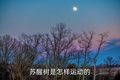 苏醒树是怎样运动的