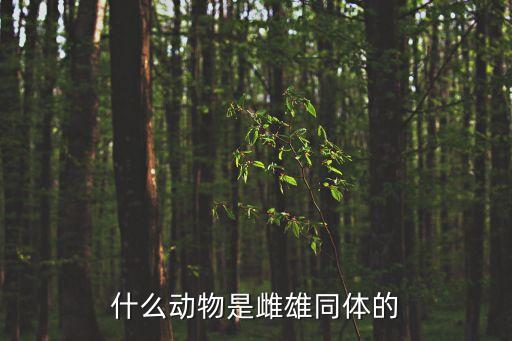 雌雄同体动物，什么动物是雌雄同体的
