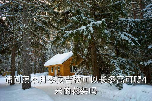 安吉拉月季，这是什么品种的月季