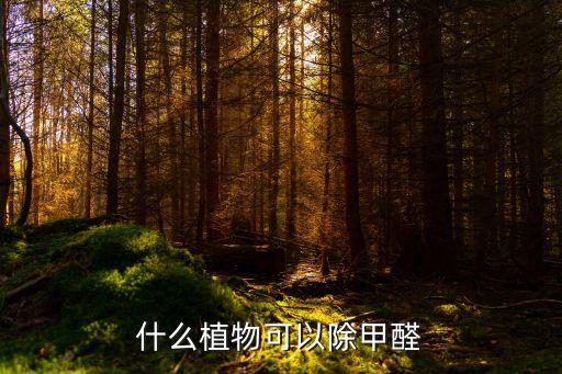 除甲醛排名第一的植物，什么植物除甲醛最好
