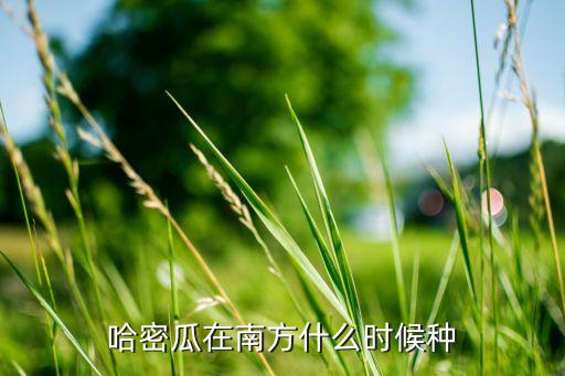 哈密瓜种植时间和方法，什么季节就可以种哈密瓜