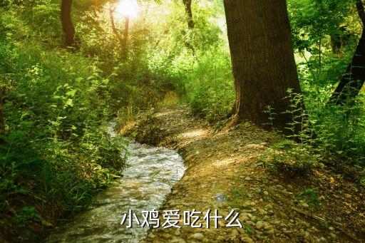 小鸡爱吃什么