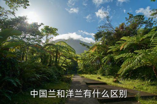 中国兰和洋兰有什么区别