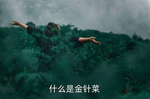 金针菜，什么是金针菜