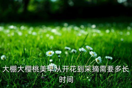 大棚大樱桃美早从开花到采摘需要多长时间