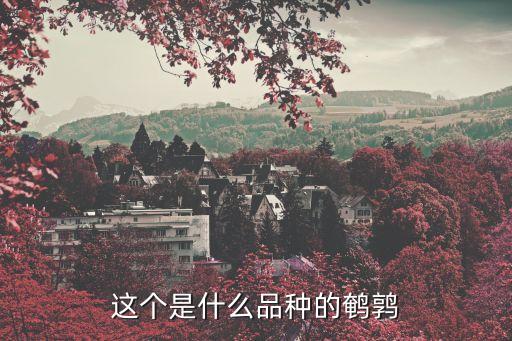 棕三趾鹑，这个是什么品种的鹌鹑