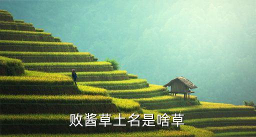 北败酱草，北败酱和败酱草是同一种草药吗