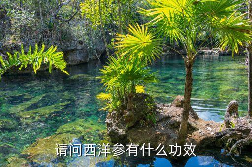 请问西洋参有什么功效