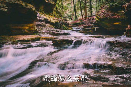 蜜蜂采蜜图片，蜜蜂采蜜还挑花的