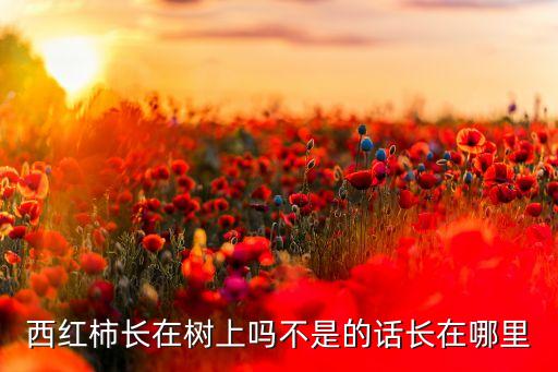 西红柿长在哪里，西红柿长在树上吗不是的话长在哪里