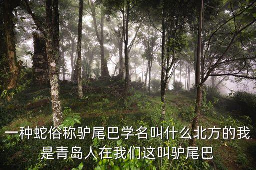 一种蛇俗称驴尾巴学名叫什么北方的我是青岛人在我们这叫驴尾巴
