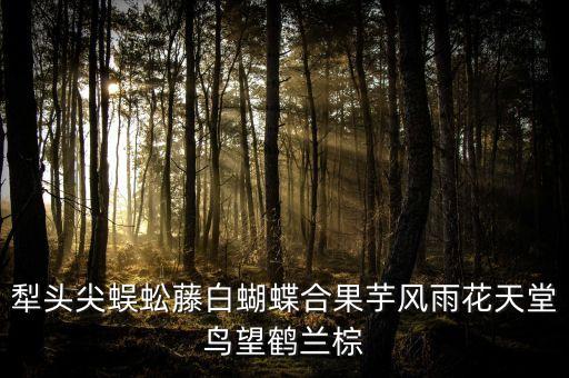 犁头尖蜈蚣藤白蝴蝶合果芋风雨花天堂鸟望鹤兰棕