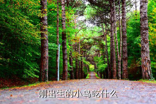 幼鸟吃什么，刚出生的小鸟吃什么
