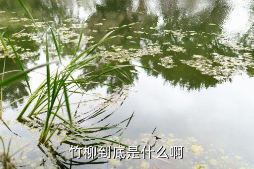 竹柳到底是什么啊
