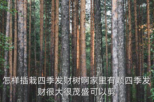 招财树的扦插方法，小盆栽发财树怎样繁殖