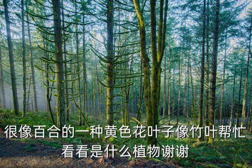 很像百合的一种黄色花叶子像竹叶帮忙看看是什么植物谢谢