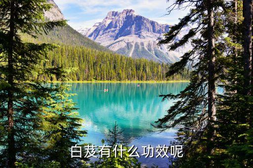 白芨的作用和功效，请问白芨有哪些药用价值