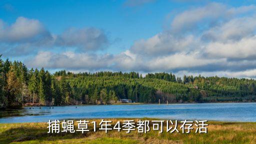 捕蝇草1年4季都可以存活