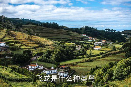 飞龙是什么种类鸟