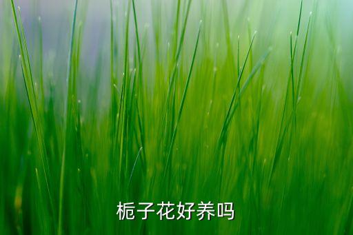 栀子花好养吗