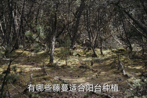 有哪些藤蔓适合阳台种植