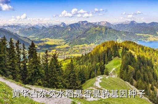 黄华占，黄华占杂交水稻是否是转基因种子