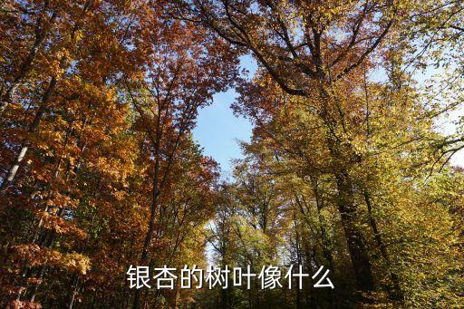 银杏树叶子像什么，银杏的树叶像什么