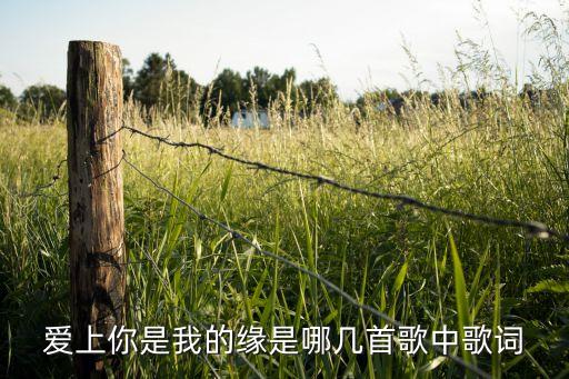 爱上你是我的缘，爱上你是我的缘是哪几首歌中歌词