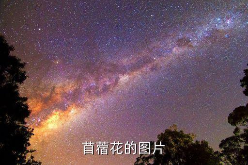 苜蓿花的图片