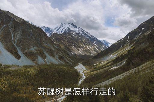 苏醒树，苏醒树是怎样行走的