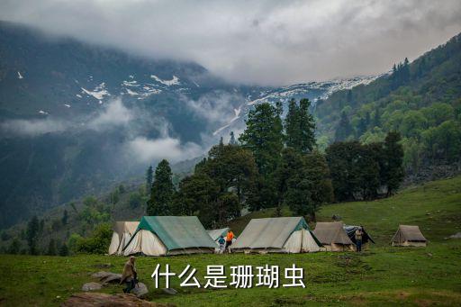 什么是珊瑚虫