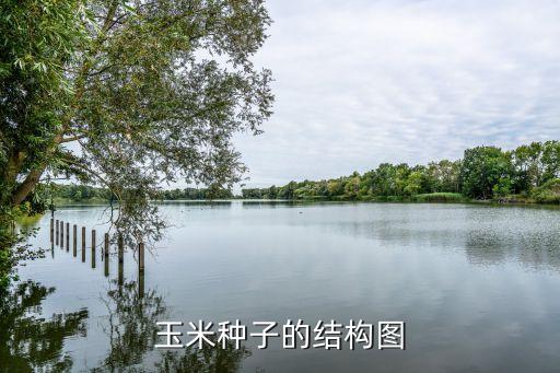 种子的结构图，玉米种子结构图