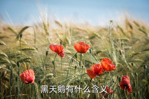 黑天鹅的寓意及象征，谁能告诉我黑天鹅有哪些含义