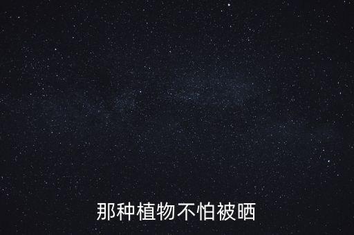 不怕晒的绿植，什么花卉放阳台不怕晒