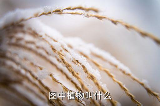 吊茄子，图中植物叫什么