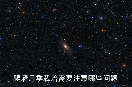 爬墙月季栽培需要注意哪些问题