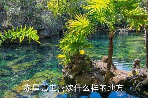 赤星瓢虫，赤星瓢虫是什么样的
