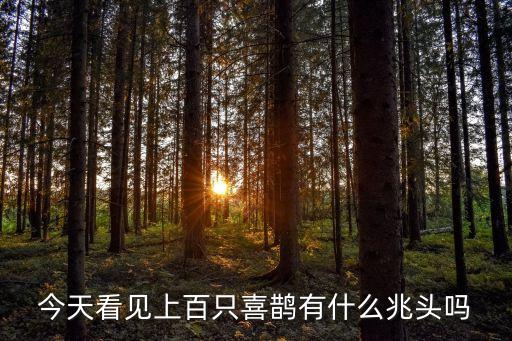 看见喜鹊有什么预兆，下午见一对喜鹊代表什么