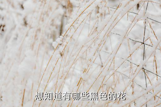 想知道有哪些黑色的花