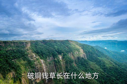 破铜钱草长在什么地方
