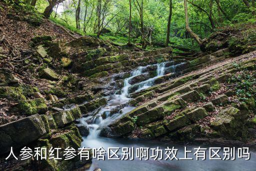 人参和红参的区别，人参红参的药性区别在那