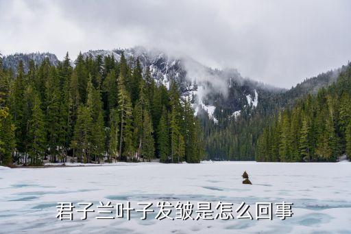 君子兰叶子有褶皱，君子兰叶子发皱是怎么回事