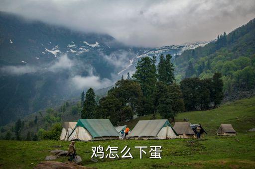 鸡下蛋，鸡怎么下蛋