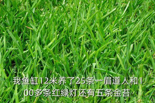 我鱼缸12米养了25条一眉道人和100多条红绿灯还有五条金苔