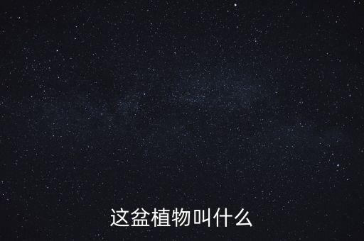 这盆植物叫什么