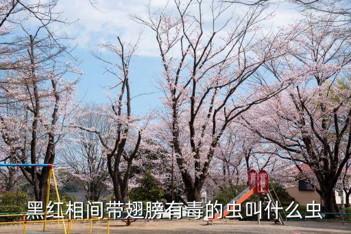 隐翅虫种类，黑红相间带翅膀有毒的虫叫什么虫