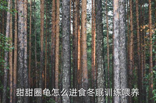 甜甜圈龟，甜甜圈龟怎么养才好